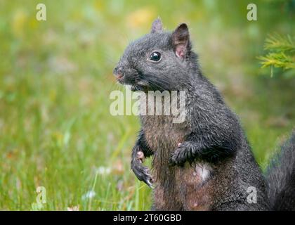 Niedliches Schwarzes Eichhörnchen (Sciurus carolinensis), das auf Hinterbeinen mit einem schönen bunten Hintergrund im Norden von Minnesota, USA, steht Stockfoto