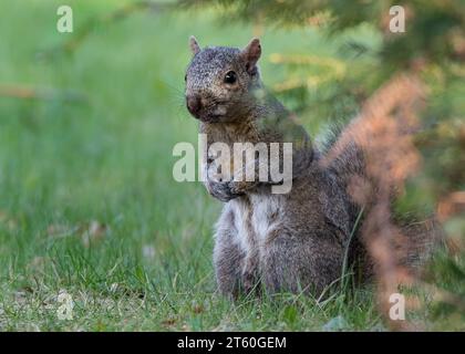 Cooles Foto eines hübschen Schwarzen Eichhörnchens (Sciurus carolinensis), das an einem Herbsttag im Norden von Minnesota in den Blättern liegt Stockfoto