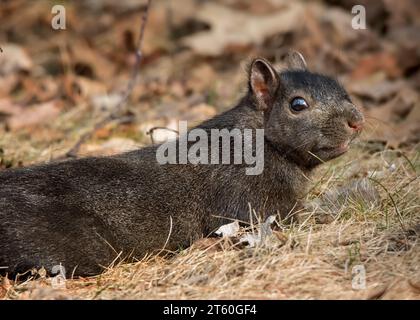 Cooles Foto eines hübschen Schwarzen Eichhörnchens (Sciurus carolinensis), das an einem Herbsttag im Norden von Minnesota in den Blättern liegt Stockfoto