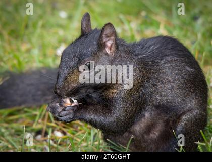 Das wunderschöne Schwarze Eichhörnchen (Sciurus carolinensis) ernährt sich von einigen Samen im Norden von Minnesota, während es auf seinen Hinterbeinen im Norden von Minnesota USA sitzt Stockfoto