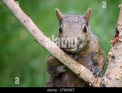 Lustiges Foto von Grauhörnchen (Sciurus carolinensis), das durch die Äste einer Birke im Norden von Minnesota, USA, in die Kamera zurückblickt Stockfoto