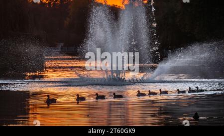 Ein Paddeln von Enten bei Sonnenuntergang gleitet durch St. James's Park Lake in London. Stockfoto