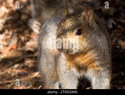 Nahaufnahme eines hübschen Grauhörnchens (Sciurus carolinensis) an einem warmen Sommertag in Minnesota USA Stockfoto