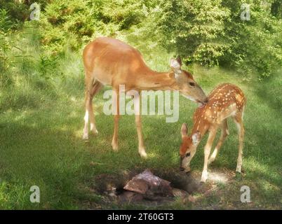 Weißwedelhirsche (Odocoileus virginianus) pflegen ihr noch immer geflecktes Rehkitz im Chippewa National Forest im Norden von Minnesota, USA Stockfoto