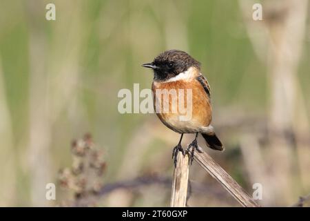 European Stonechat -male- (Saxicola rubicola) Godrevy Point, Cornwall, Vereinigtes Königreich Stockfoto