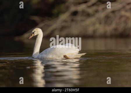 Muter Schwan Cygnus olor schwimmt auf einem Teich Stockfoto