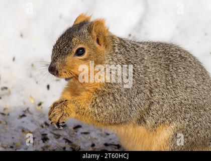 Wunderschönes Fox Squirrel (Sciurus niger), das während eines Winters in Minnesota USA Sonnenblumenkerne auf dem verschneiten Boden ernährt Stockfoto