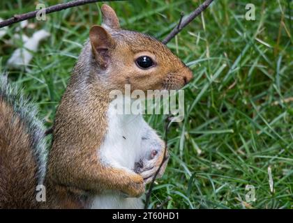 Nahaufnahme eines sehr hübschen Grauhörnchens (Sciurus carolinensis), der auf seinen Hinterbeinen steht, mit hohem Gras als Hintergrund im Norden von Minnesota USA Stockfoto