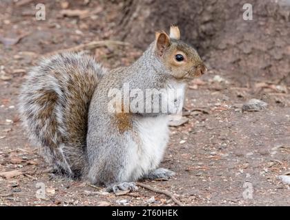 Schönes graues Eichhörnchen (Sciurus carolinensis), das auf Hinterbeinen auf dem Waldboden im Chippewa National Forest im Norden von Minnesota, USA, steht Stockfoto