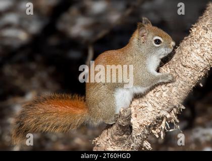 Das bezaubernde junge Rote Eichhörnchen (Sciurus vulgaris) umarmt einen Birkenbaum im Chippewa National Forest im Norden von Minnesota, USA Stockfoto