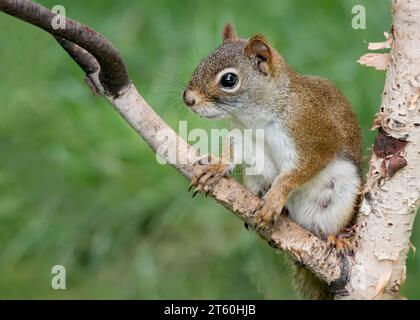 Sehr süßes Rotes Eichhörnchen (Sciurus vulgaris), das in den Zweigen einer PapierBirke (Betula papyrifera) im Norden von Minnesota, USA, sitzt Stockfoto