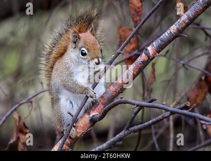 Niedliches Rotes Eichhörnchen (Sciurus vulgaris), das in den Zweigen einer Papierbirke (Betula papyrifera) im Norden von Minnesota, USA, posiert Stockfoto