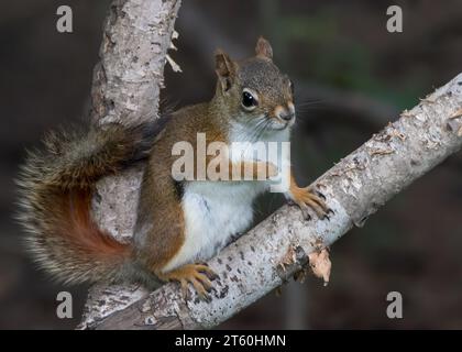 Niedliches Rotes Eichhörnchen (Sciurus vulgaris), das auf Ästen der Papierbirke im Chippewa National Forest im Norden von Minnesota, USA, sitzt Stockfoto