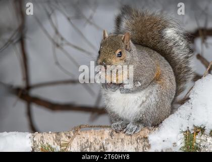 Ein schönes graues Eichhörnchen (Sciurus carolinensis) thronte während eines Winters in Minnesota im Chippewa National Forest auf einem schneebedeckten Bein der Papierbirke Stockfoto