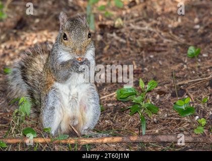 Niedliches graues Eichhörnchen (Sciurus carolinensis), das sich im Chippewa National Forest im Norden von Minnesota, USA, von einer Nuss ernährt Stockfoto