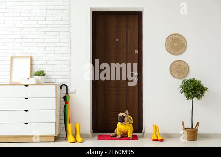 Süße französische Bulldogge mit Regenmantel in der Nähe der Tür im Flur Stockfoto