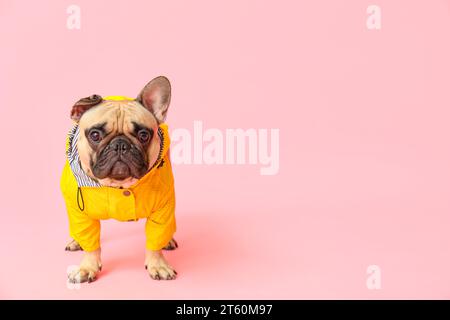 Süße französische Bulldogge im Regenmantel auf rosa Hintergrund Stockfoto