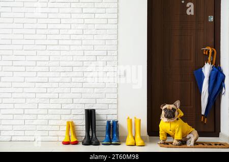 Süße französische Bulldogge mit Regenmantel in der Nähe der Tür im Flur Stockfoto
