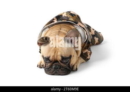 Süße französische Bulldogge im Regenmantel auf weißem Hintergrund Stockfoto