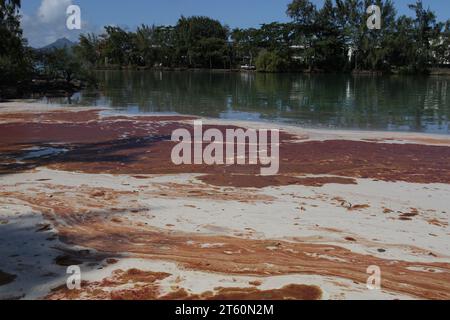 Wie jedes Jahr zu dieser Zeit bietet die Reproduktion von Korallen in der Region Blue Bay-Pointe d'Esny-Mahébourg ein wunderschönes Schauspiel. Stockfoto