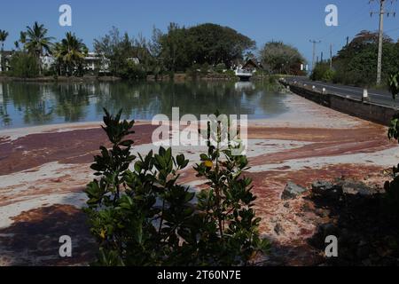 Wie jedes Jahr zu dieser Zeit bietet die Reproduktion von Korallen in der Region Blue Bay-Pointe d'Esny-Mahébourg ein wunderschönes Schauspiel. Stockfoto