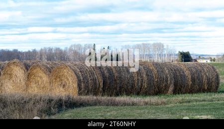 Strohrundballen, die im Herbst am Rande eines Feldes in einer Reihe gestapelt werden. Stockfoto