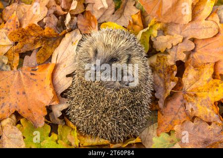 Igel, wissenschaftlicher Name: Erinaceus europaeus. Nahaufnahme eines wilden, einheimischen europäischen Igels, der sich zu einem Ball zusammengerollt hat und in Co aus dem Winterschlaf aufwacht Stockfoto