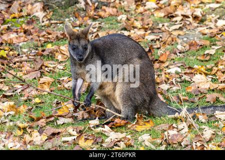 Swamp Wallaby, Wallabia bicolor, ist einer der kleineren Kängurus. Diese wallaby ist auch bekannt als der schwarze Wallaby bekannt Stockfoto