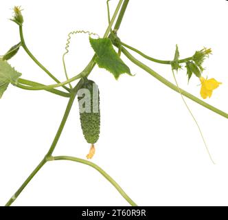 Gurkenpflanze. Gurke mit Blättern und Blumen isoliert auf weißem Hintergrund. Wachsende Gurkenpflanze im Garten. Stockfoto