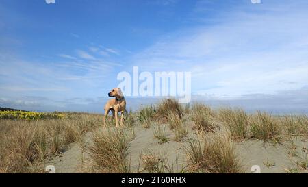 Ein junger labrador-Kreuzhund steht an einem schönen Frühlingstag in einer Sanddüne am Waitarere Beach (Neuseeland), inmitten von Gräsern und Lupinen. Stockfoto