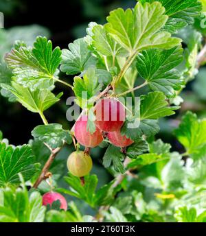 Stachelbeerzweig mit Früchten. Bio-Stachelbeere im Obstgarten. Zweige mit saftigen Früchten. Nahaufnahme der Stachelbeere, die reif auf Zweigen im Garten ist. Stockfoto