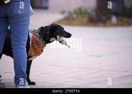 Foto eines schwarzen labrador-Seitenprofils Stockfoto