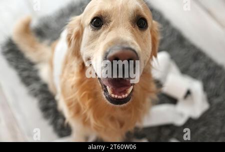 Golden Retriever Dog schaut in die Kamera, nachdem er mit Klopapier gespielt hat, im Nahaufnahmen-Porträt des Wohnzimmers. Reinrassiger Hund hat zu Hause mit Papiertaschentuch Unordnung angerichtet Stockfoto