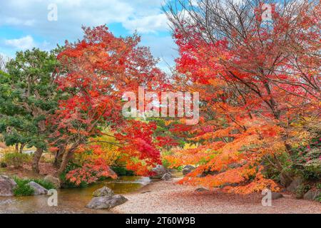 Japanische Herbstlandschaft mit leuchtenden rot-orange-farbenen Momiji-Ahornen mit Blick auf einen Bach unter blauem Himmel in japan. Stockfoto