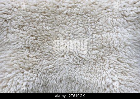 Schaffelltextur, weiße oder graue Tiermuster für Naturhintergrund aus nächster Nähe Stockfoto