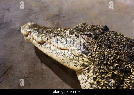 Kubanisches Krokodil im Flå Bear Park Norwegen Stockfoto