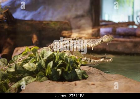 Kubanisches Krokodil im Flå Bear Park Norwegen Stockfoto