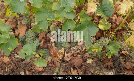 Sauvignon Blanc-Trauben hängen an einer Rebe in einem Weinberg im französischen Loire-Tal Stockfoto