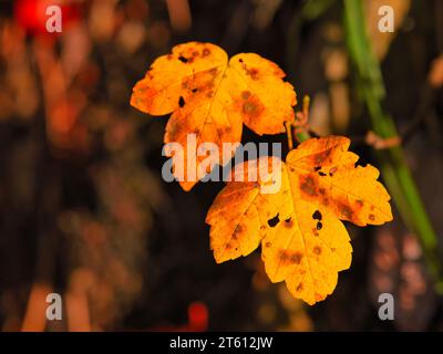 Goldene Herbstahornblätter in Nahaufnahme mit warmem natürlichem Licht und dunklem, verschwommenem Hintergrund, ein saisonales Naturbild, das Schönheit und Veränderung des Herbstes symbolisiert Stockfoto
