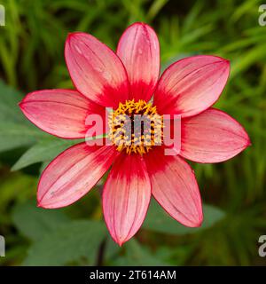 Nahaufnahme einer einzelnen rosa Dahlienblume, Varietät Lou Farman Stockfoto