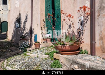 Blühende Aloe saftige Pflanze vor einem Steinhaus des mittelalterlichen Dorfes im Frühjahr, Borgio Verezzi, Savona, Ligurien, Italien Stockfoto