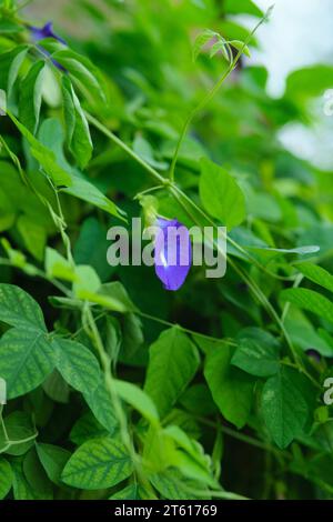 Schmetterlingserbse oder Kembang Telang ist eine Pflanzenart aus Ternate, Indonesien. Stockfoto