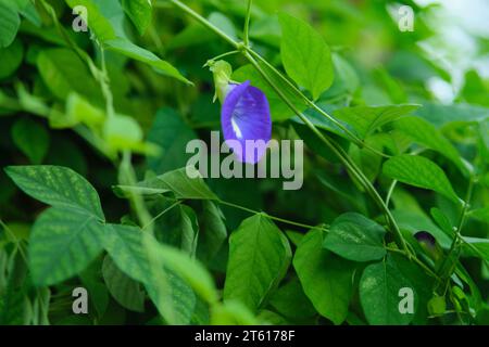 Clitoria ternatea oder Kembang Telang ist eine pflanzliche Arzneimittelart aus Ternate, Indonesien. Stockfoto