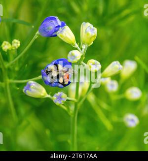 A Hunt's Humble Bee (Bombus huntii) schmiegt sich in eine Delphinium-Blütenknospe, gerade groß genug, um sie aufzunehmen. Stockfoto