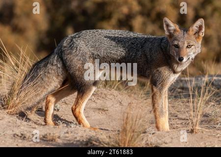 Pampas Graufuchs in Pampas Gras Umgebung, La Pampa Provinz, Patagonien, Argentinien. Stockfoto