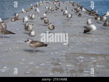 Große Gruppe von Möwen auf einer schwimmenden Plattform am Fluss Arade in Portimão, Portugal. Stockfoto