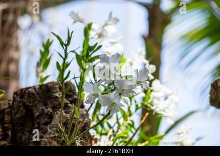 ESTEPONA, SPANIEN - 29. JULI 2023: Estepona Orchideenhaus im Stadtzentrum von Estepona, Spanien am 29. Juli 2023 Stockfoto