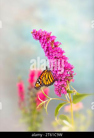 Makro eines Monarchschmetterlings (danaus plexippus), der sich an einer rosa Blume (Schmetterlingsstrauch/Buddliea) ernährt. Seitenansicht auf weichem Hintergrund Stockfoto
