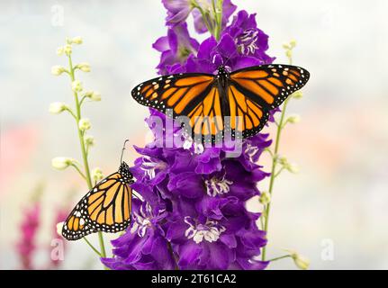 Makro zweier Monarchschmetterlinge (danaus plexippus), die sich von einer violetten Delfinblüte ernähren. Eine Seitenansicht und eine Draufsicht der Flügel. Stockfoto