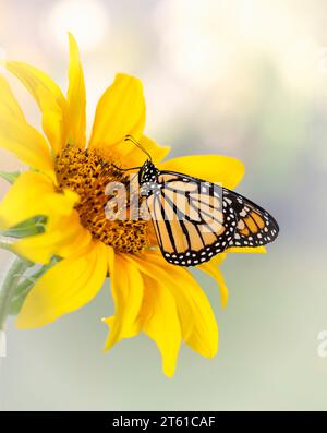 Makro eines Monarchschmetterlings (danaus plexippus), der sich von einer gelben Sonnenblume (Helianthus) ernährt. Seitenansicht auf weichem Hintergrund Stockfoto